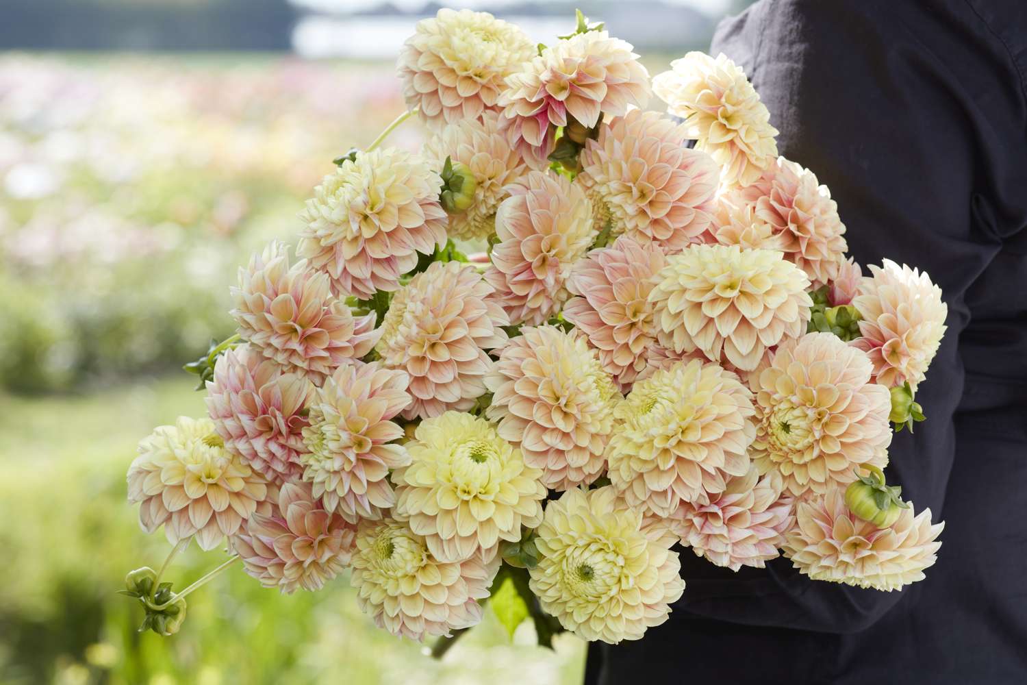 Dahlia 'Sweet Suzanne'